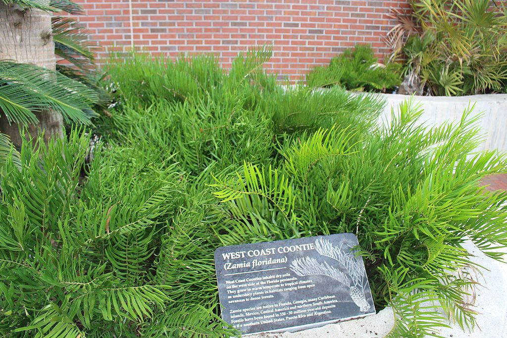 8 Best Native Trees and Plants For Your Central Florida Landscape